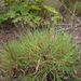 Fall Witchgrass - Photo (c) Samuel Brinker, some rights reserved (CC BY-NC), uploaded by Samuel Brinker