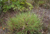 Fall Witchgrass - Photo (c) Samuel Brinker, some rights reserved (CC BY-NC), uploaded by Samuel Brinker