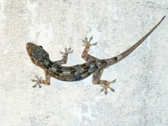 Hemidactylus platycephalus
