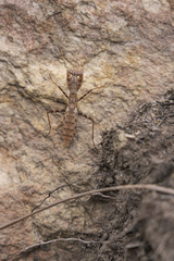 Ligariella