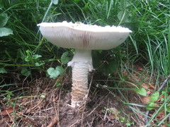 Saproamanita vittadinii