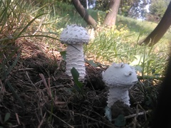 Saproamanita vittadinii