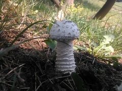 Saproamanita vittadinii