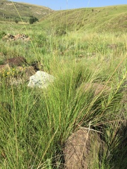 Eragrostis chloromelas