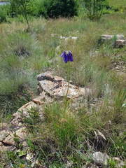 Agapanthus inapertus