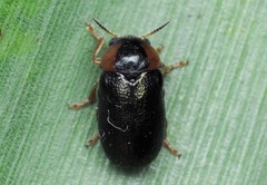 Smaragdina affinis