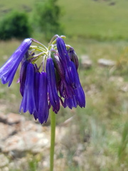 Agapanthus inapertus