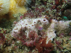 Haliclona viscosa