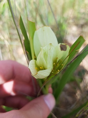 Colchicum striatum