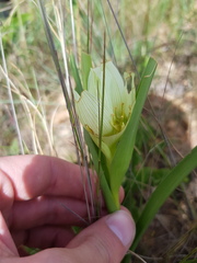Colchicum striatum