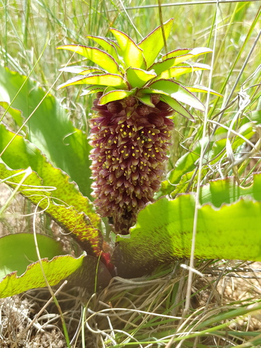 Eucomis montana