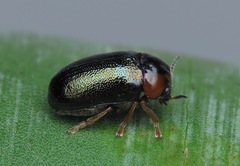 Smaragdina affinis