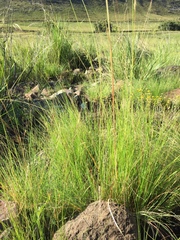 Eragrostis chloromelas