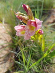 Gladiolus rehmannii