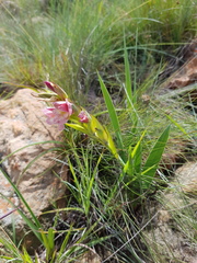 Gladiolus rehmannii