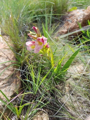 Gladiolus rehmannii