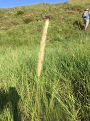 Setaria sphacelata sphacelata