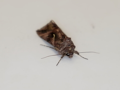 Autographa gamma
