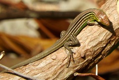 Cnemidophorus lemniscatus