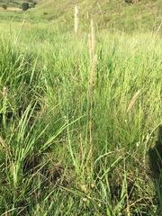 Setaria sphacelata sphacelata