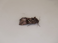 Autographa gamma
