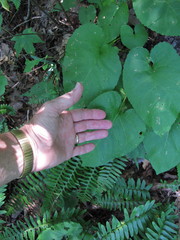 Eurybia schreberi