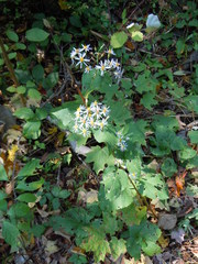 Eurybia schreberi