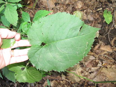 Eurybia schreberi