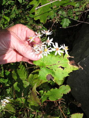 Eurybia schreberi