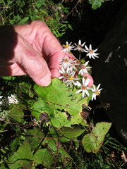 Eurybia schreberi