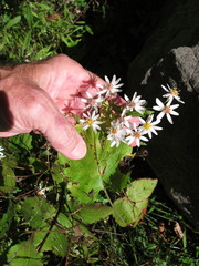 Eurybia schreberi