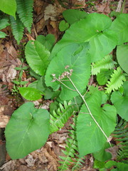 Eurybia schreberi