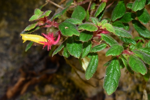 Columnea domingensis