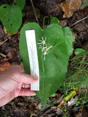 Eurybia schreberi