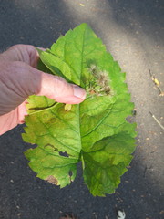 Eurybia schreberi