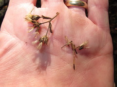 Eurybia schreberi