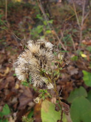 Eurybia schreberi