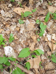 Eurybia schreberi