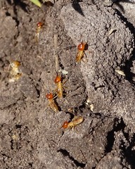 Trinervitermes trinervoides