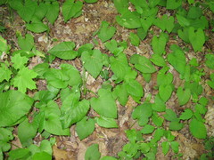 Eurybia schreberi