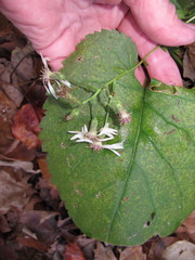 Eurybia schreberi