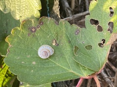 Polygyrinae