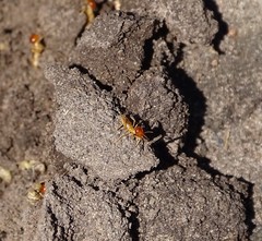 Trinervitermes trinervoides