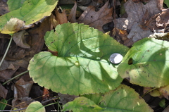 Eurybia schreberi