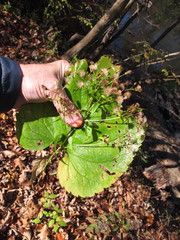 Eurybia schreberi