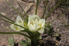 Colchicum striatum