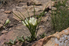 Colchicum striatum
