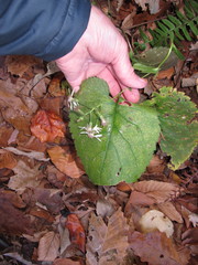 Eurybia schreberi
