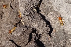 Trinervitermes trinervoides