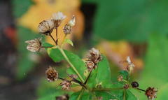 Eurybia schreberi